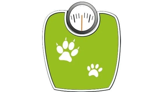 Clinique veterinaire Pezenas Vet Le surpoids et l'obésite