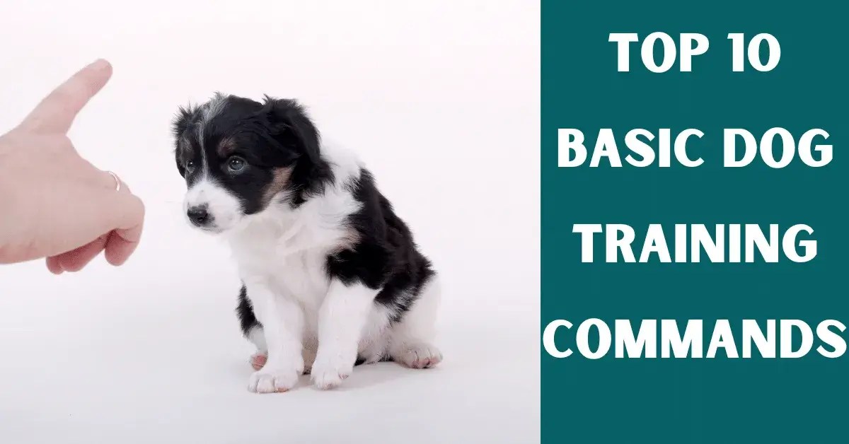 Top 10 Basic Dog Training Commands Vet Advises