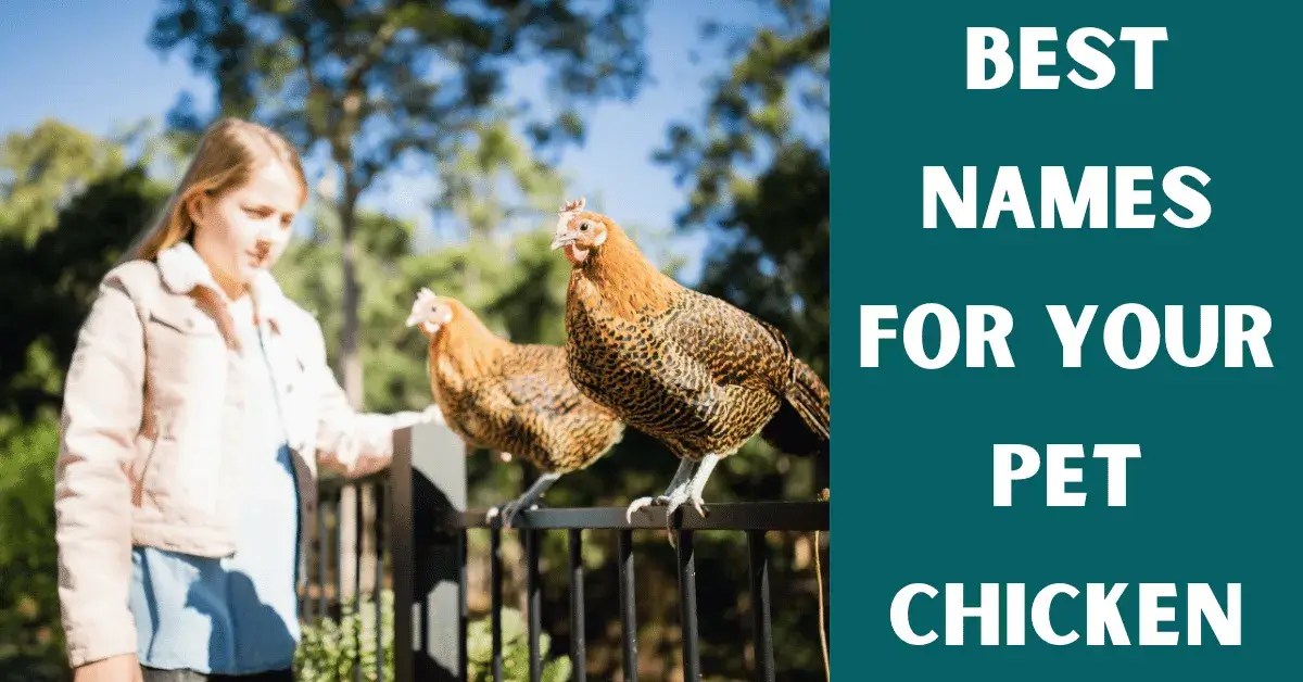 Best Names For Pet Chickens (70 Unique Ideas) Vet Advises