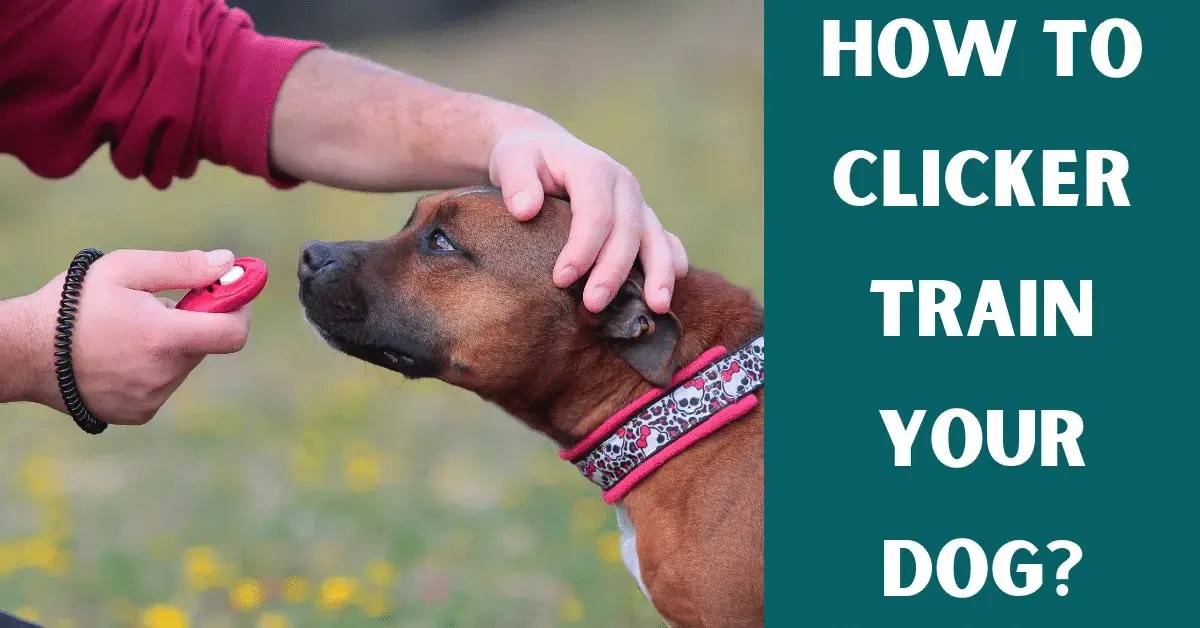 How To Clicker Train Your Dog Vet Advises