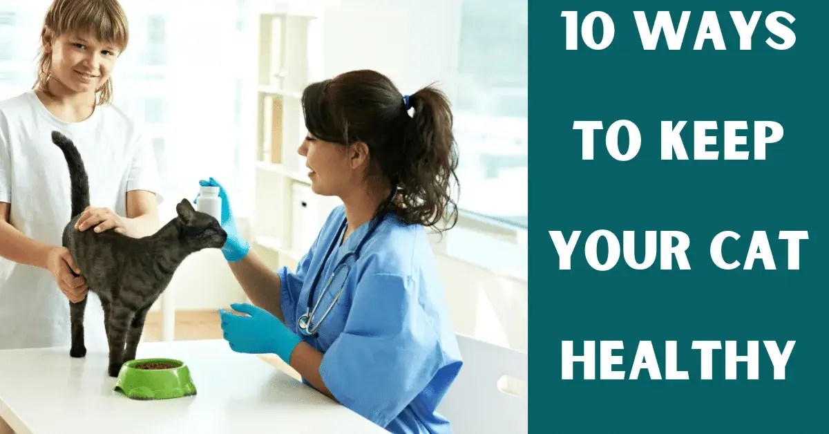 How To Keep Your Cat Healthy Vet Advises