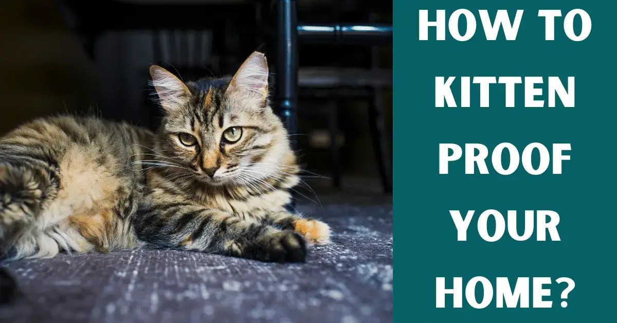 How To KittenProof Your Home? Vet Advises