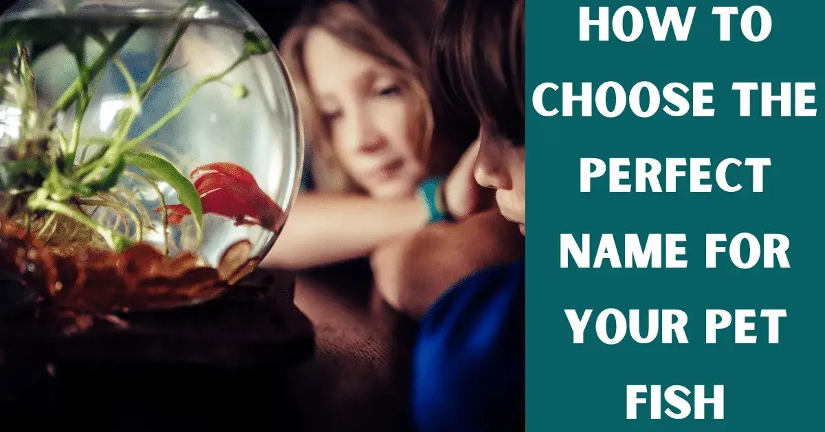 What To Name Your Pet Fish? (70 Unique Ideas) Vet Advises