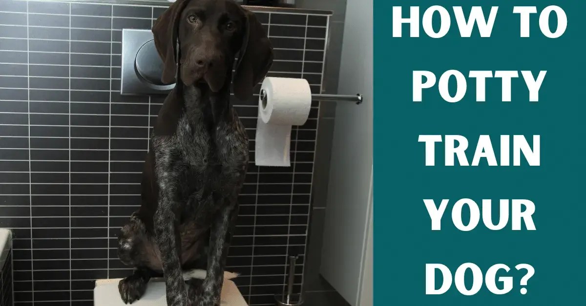How To Potty Train Your Dog? Vet Advises