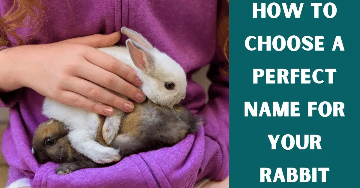 How To Name Your Pet Rabbit (86 Unique Name Ideas) Vet Advises