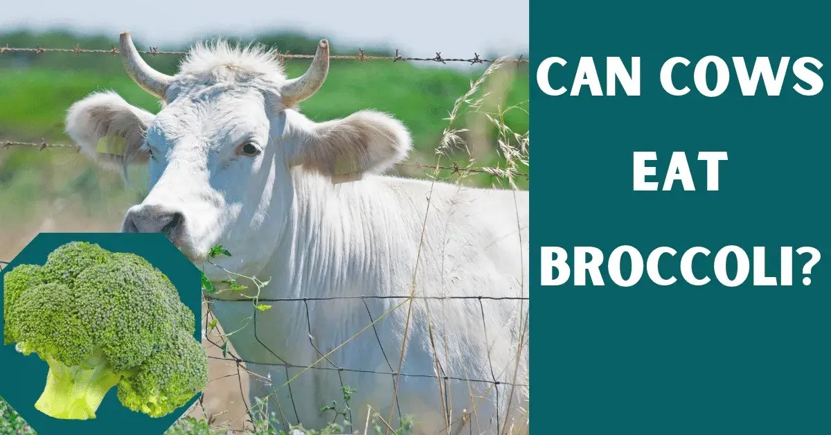 Can Cows Eat Broccoli? Yes, But Be Careful! Vet Advises