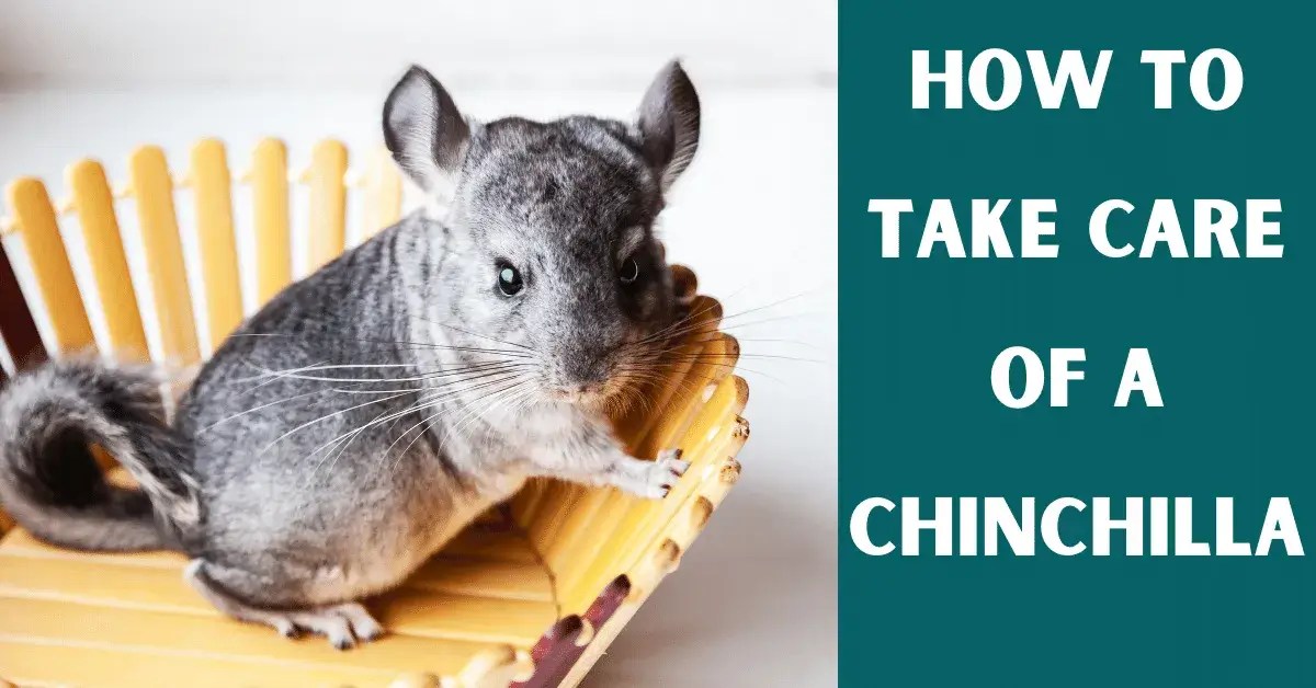 How To Take Care Of A Chinchilla Like A Pro Vet Advises
