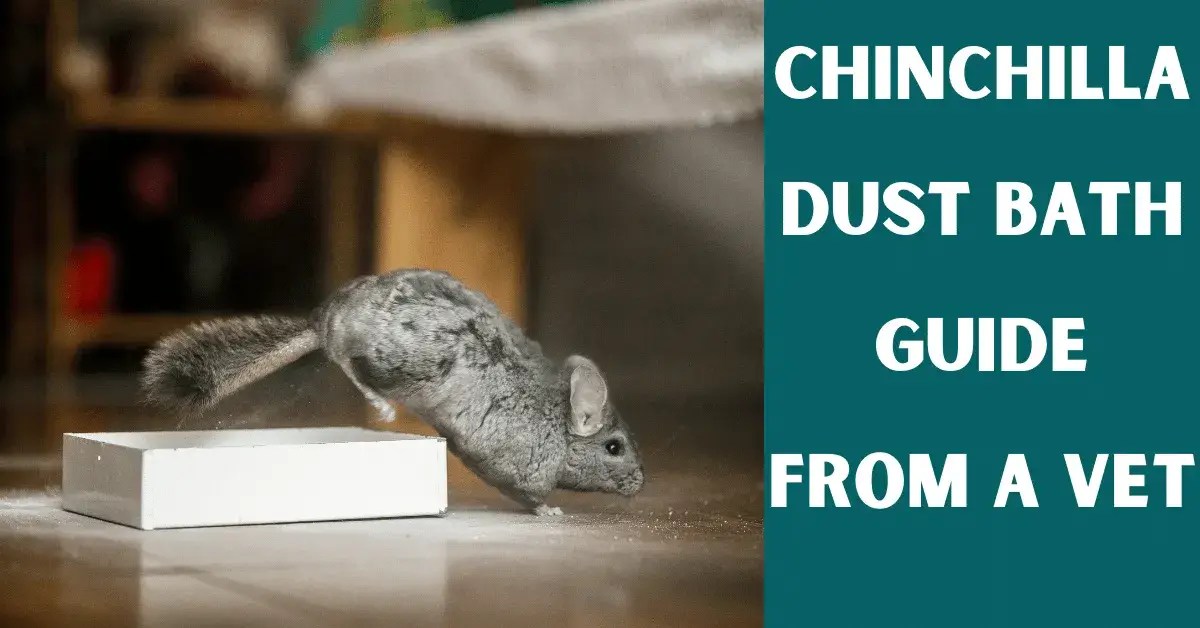 Chinchilla Dust Bath Guide From A Vet Vet Advises