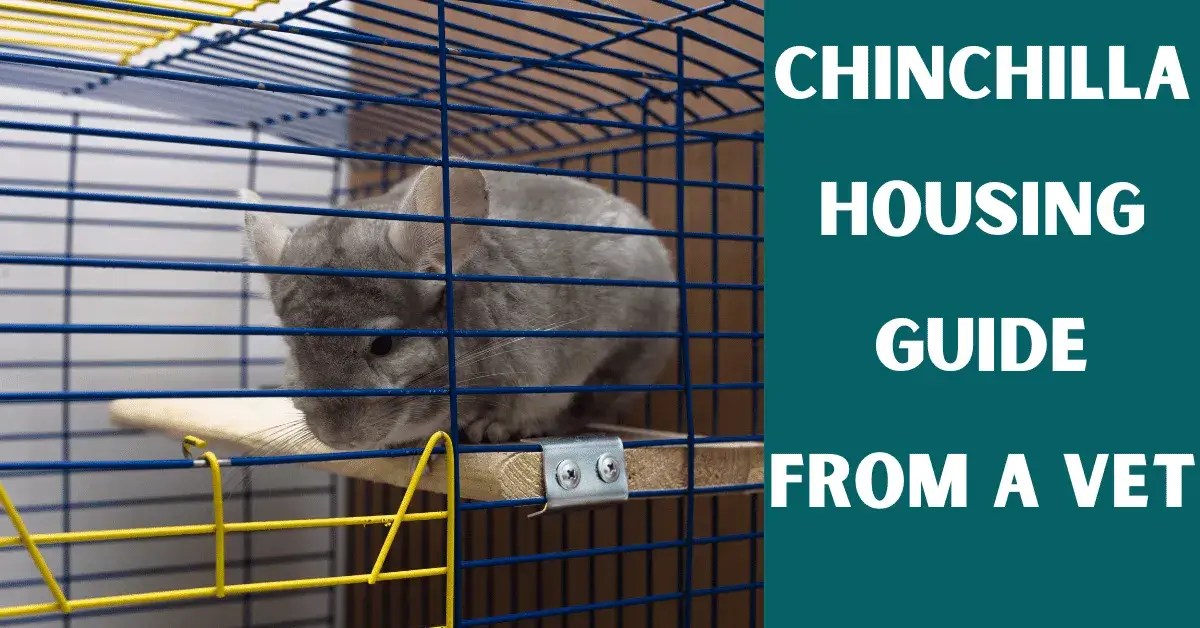 Guidelines For The Housing Of Chinchilla Vet Advises