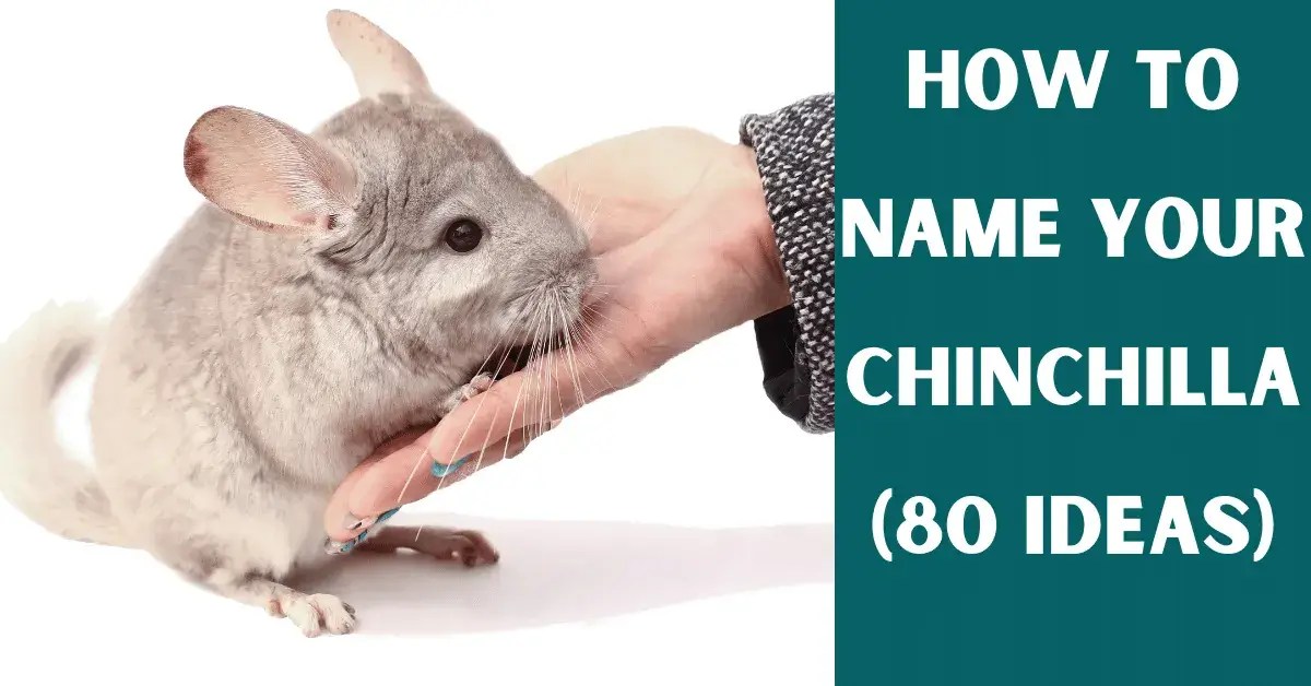 How To Name Your Chinchilla? (Over 80 Unique Names Ideas) Vet Advises