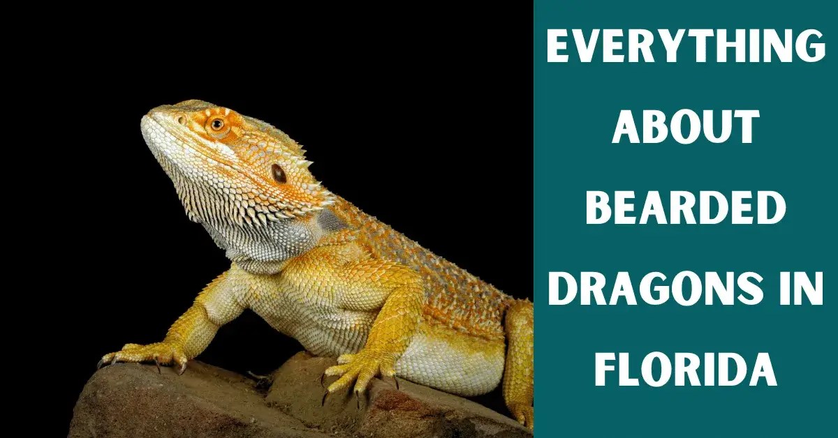 Everything About Bearded Dragons In Florida Vet Advises