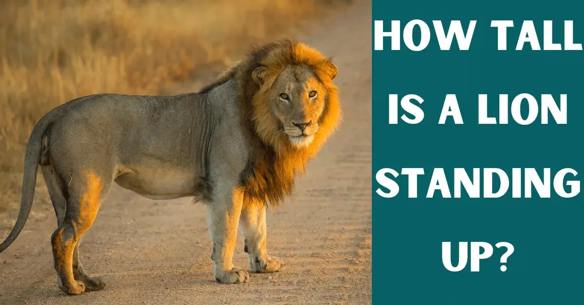 How Tall Is A Lion Standing Up? Vet Advises