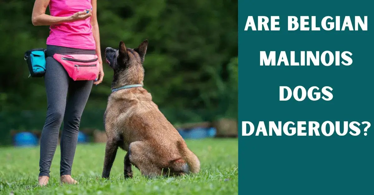 Are Belgian Malinois Dogs Dangerous? Vet Advises