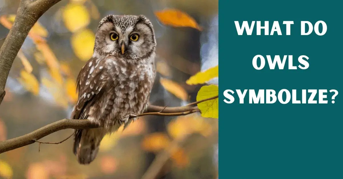 Owls Symbolism What Do Owls Represent? Vet Advises