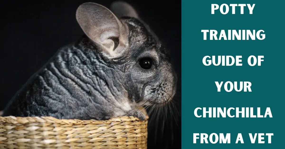 Easy Methods To Potty Train Your Chinchilla Vet Advises