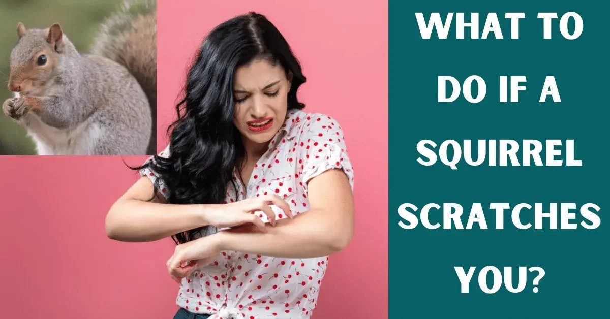 What To Do If A Squirrel Scratches You? Vet Advises
