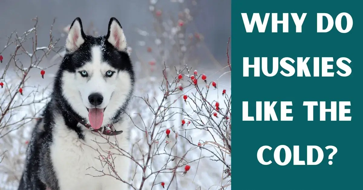 Why Do Huskies Like The Cold? Vet Advises