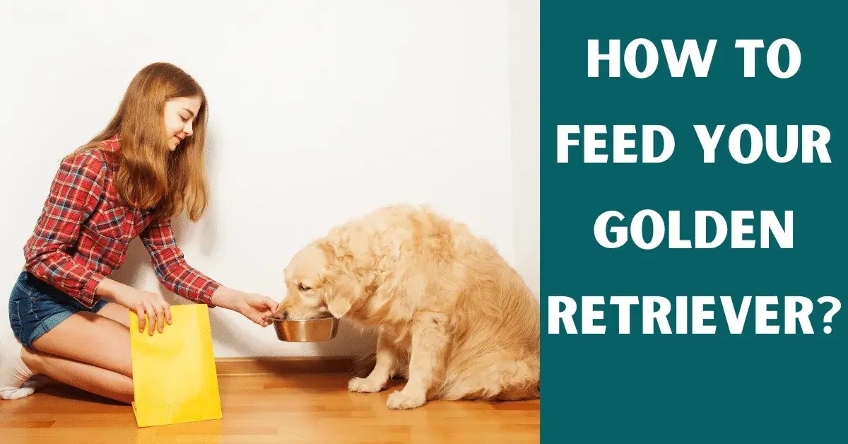 What To Feed Your Golden Retrievers? Vet Advises