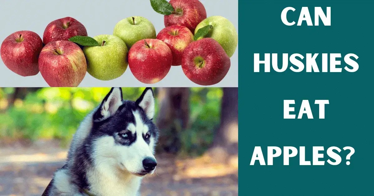 Can Siberian Huskies Eat Apples? Vet Advises