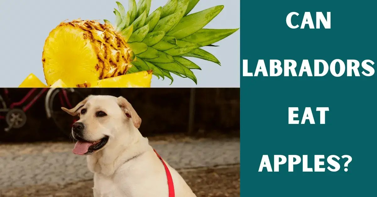 Can Labrador Retrievers Eat Apples? Vet Advises