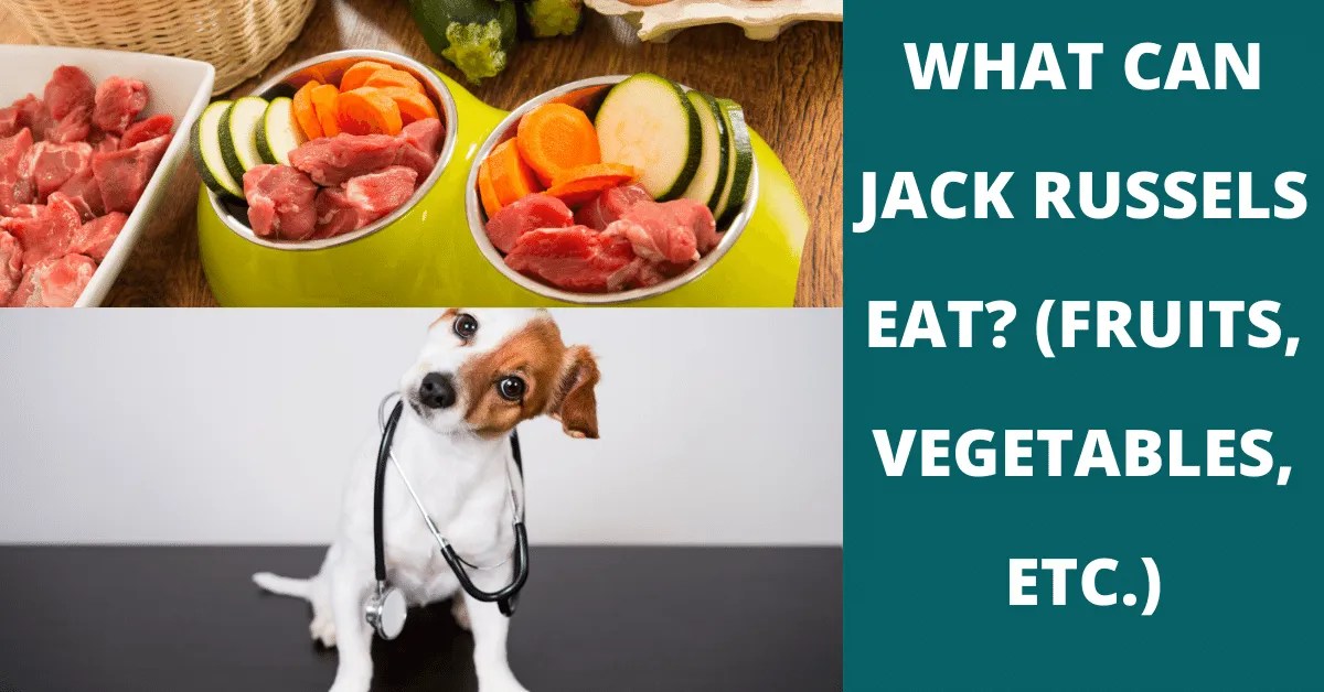 37 Fruits, Vegetables & Other Snacks Jack Russells Can (And Can't) Eat