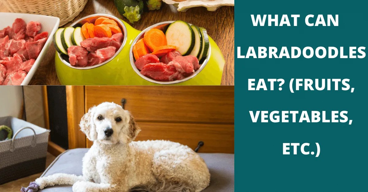 37 Fruits, Vegetables & Other Snacks Labradoodles Can (And Can't) Eat