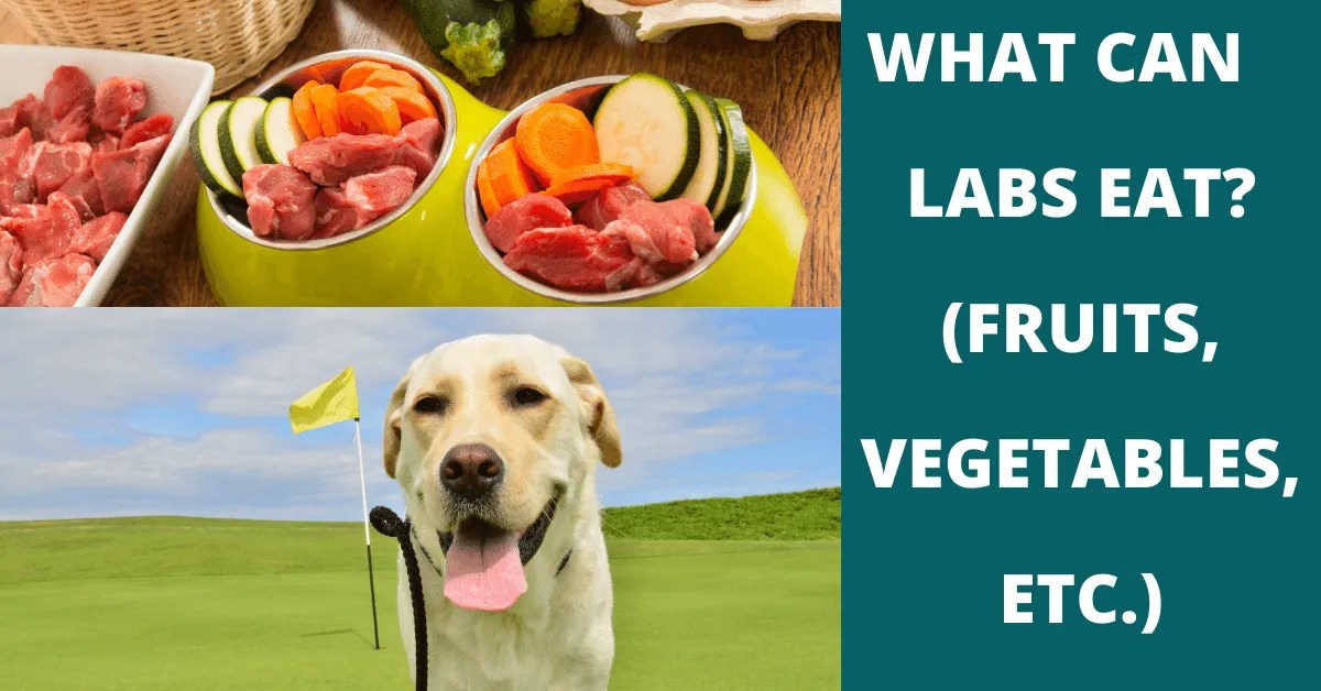37 Fruits, Vegetables & Snacks Labs Can (And Can't) Eat Vet Advises