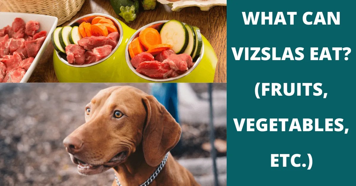 37 Fruits, Vegetables & Other Snacks Vizslas Can (And Can't) Eat Vet