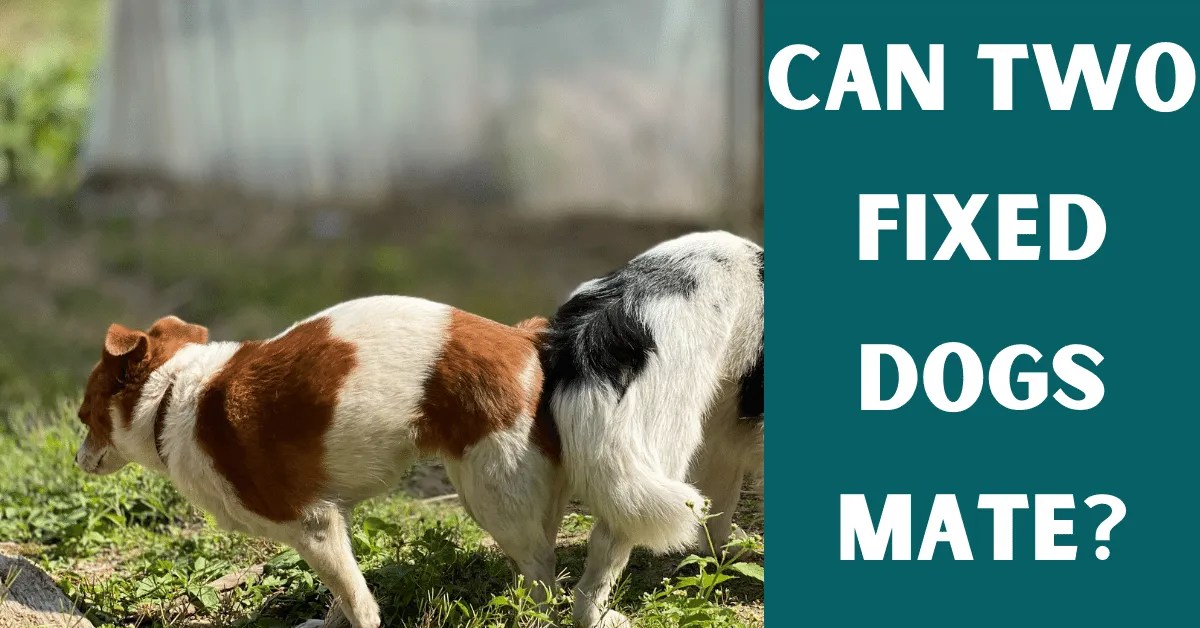 Can Two Fixed Dogs Mate? Vet Advises