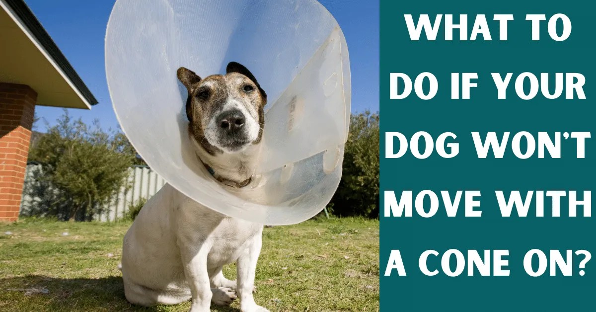 Why Does A Dog Won't Move With A Cone On? (Solutions Included) Vet Advises