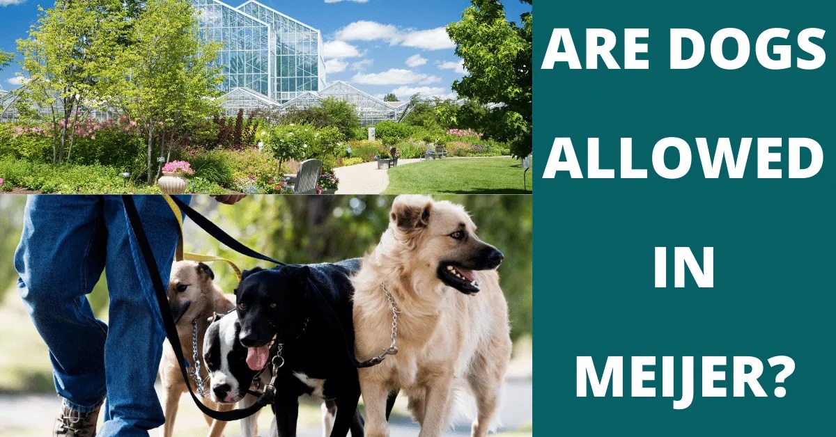 Are Dogs Allowed In Meijer? Vet Advises(01)
