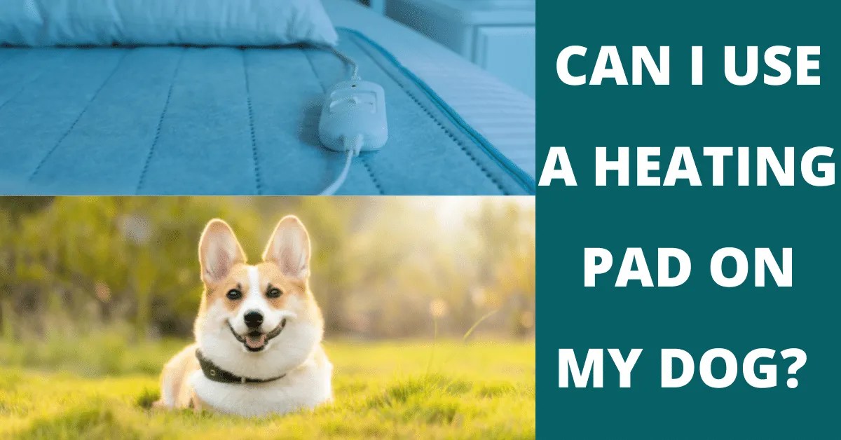 Can I Use A Heating Pad On My Dog? Vet Advises