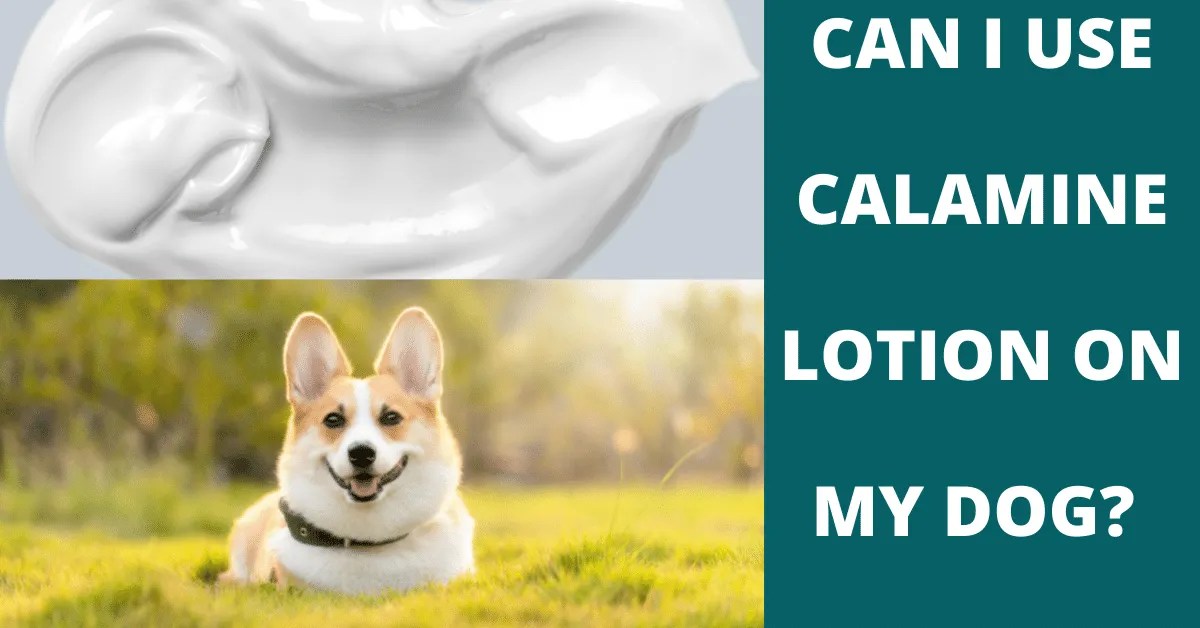 Can I Use Calamine Lotion On My Dog? Vet Advises