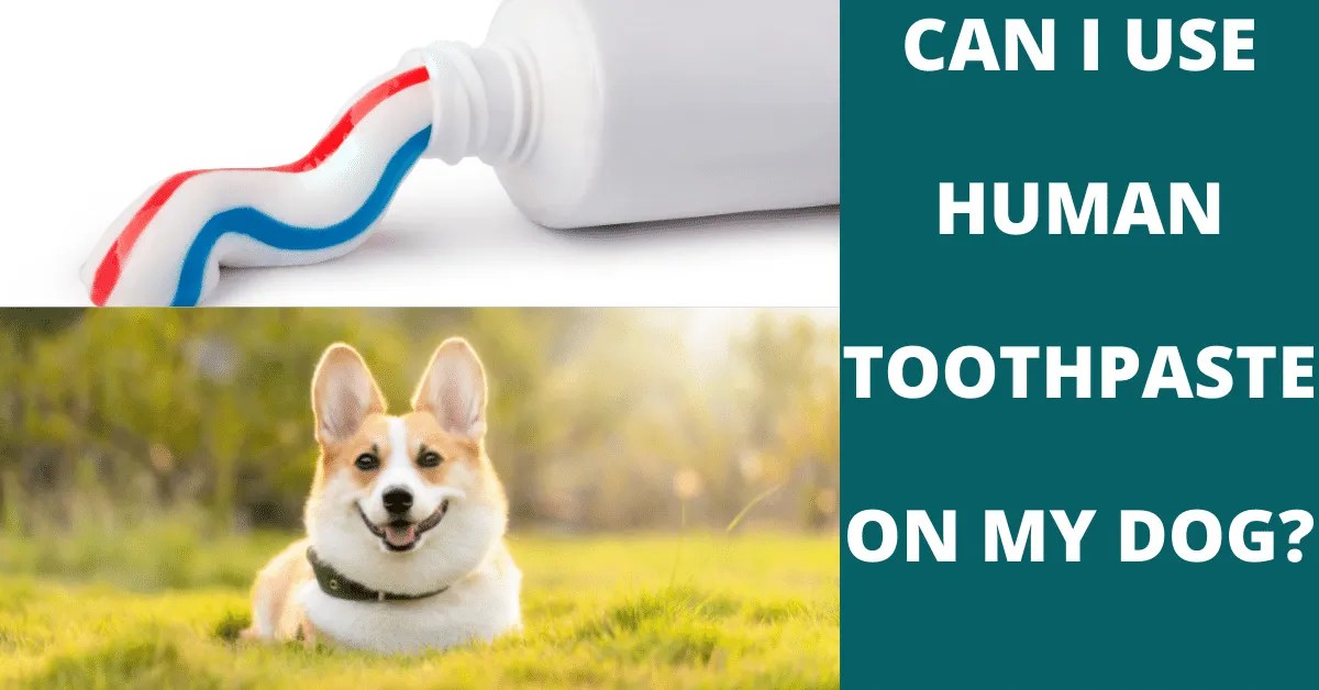 Can I Use Human Toothpaste On My Dog? Vet Advises