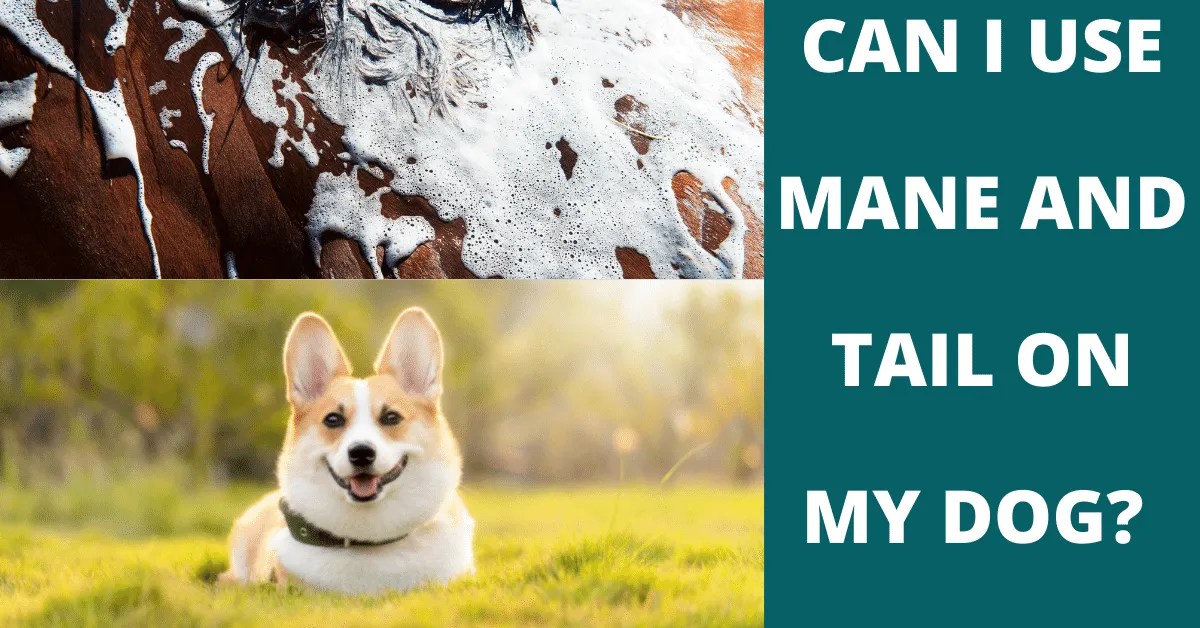 Can I Use Mane And Tail On My Dog? Vet Advises