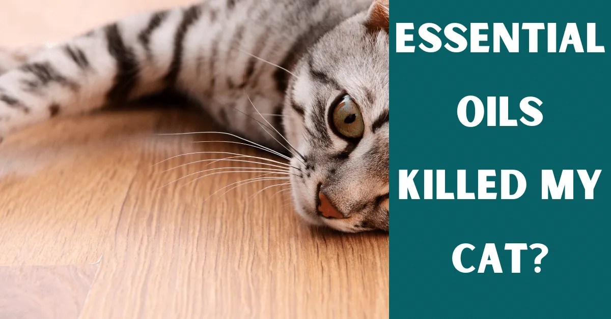 Essential Oils Killed My Cat? Vet Advises