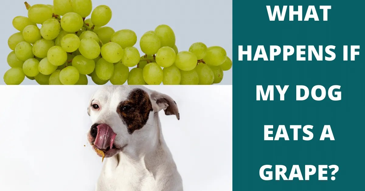What Happens If My Dog Eats A Grape? Vet Advises