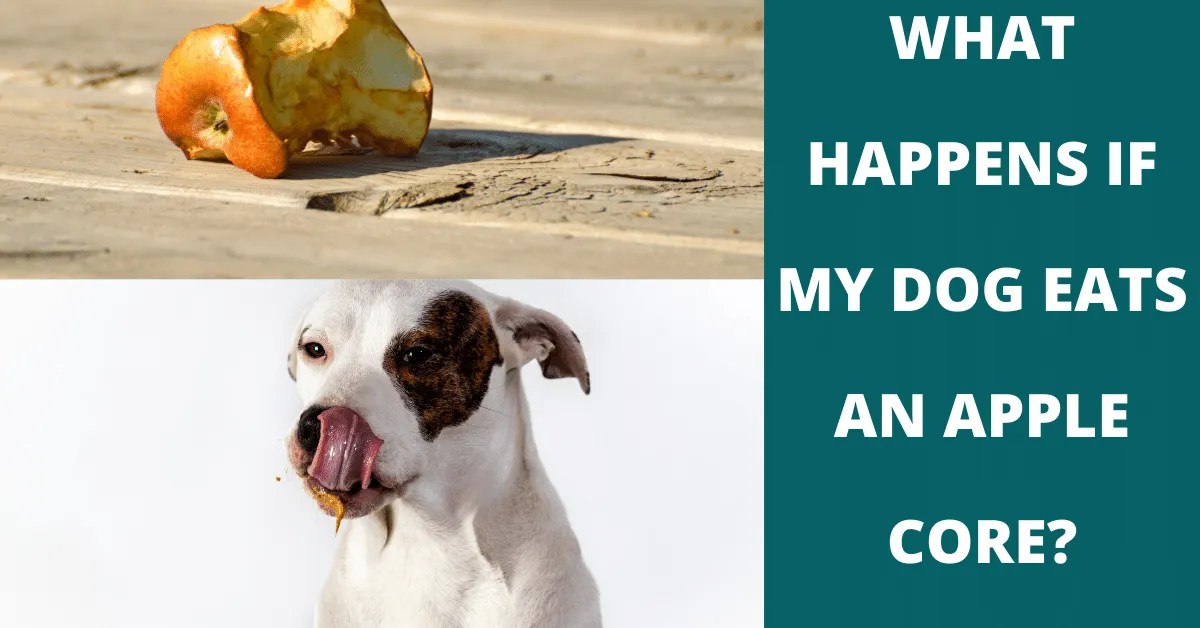 What Happens If My Dog Eats An Apple Core? Vet Advises