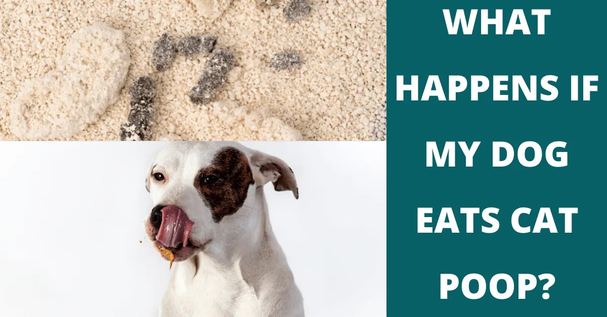 What Happens If My Dog Eats Cat Poop? Vet Advises