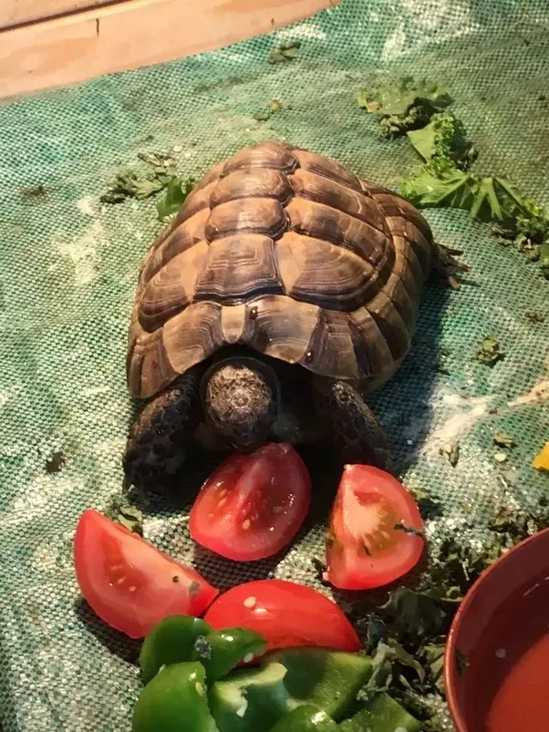Can Turtles Eat Tomatoes? Surprising Facts Revealed Vet Advises