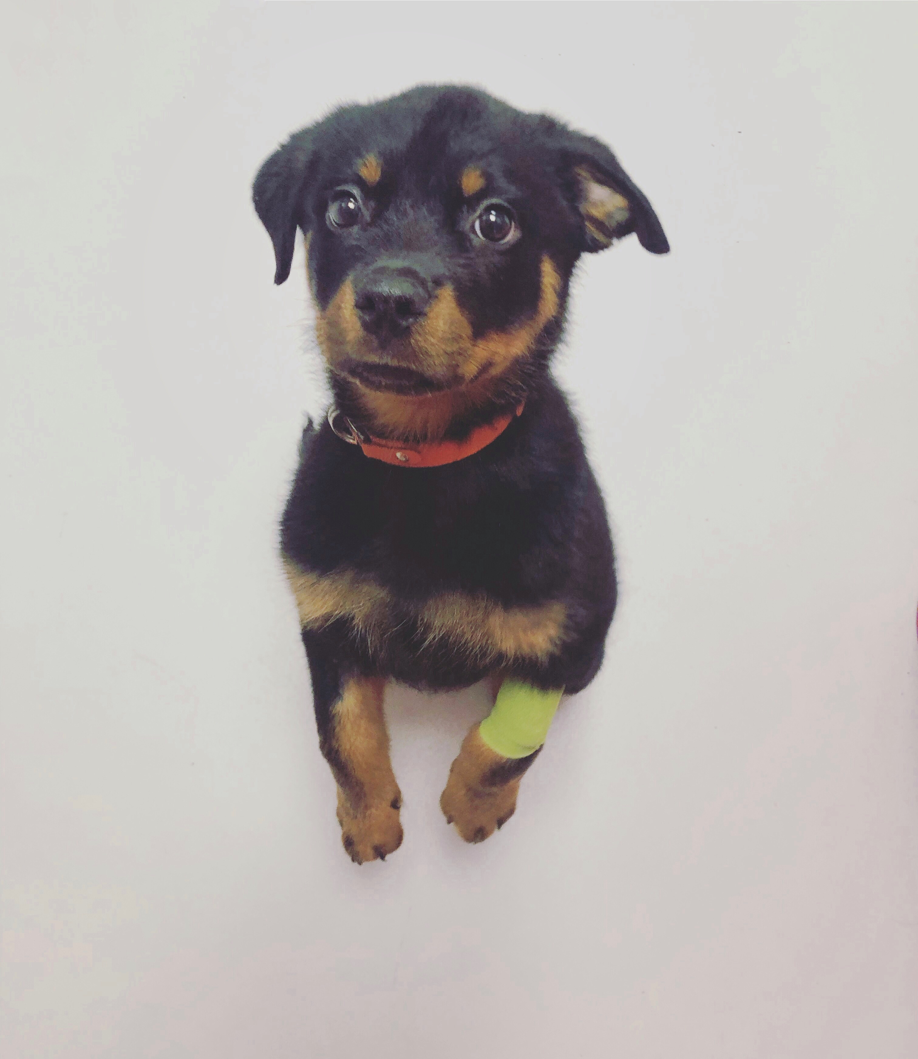 César, le chiot Rottweiler né en Slovaquie, vendu en