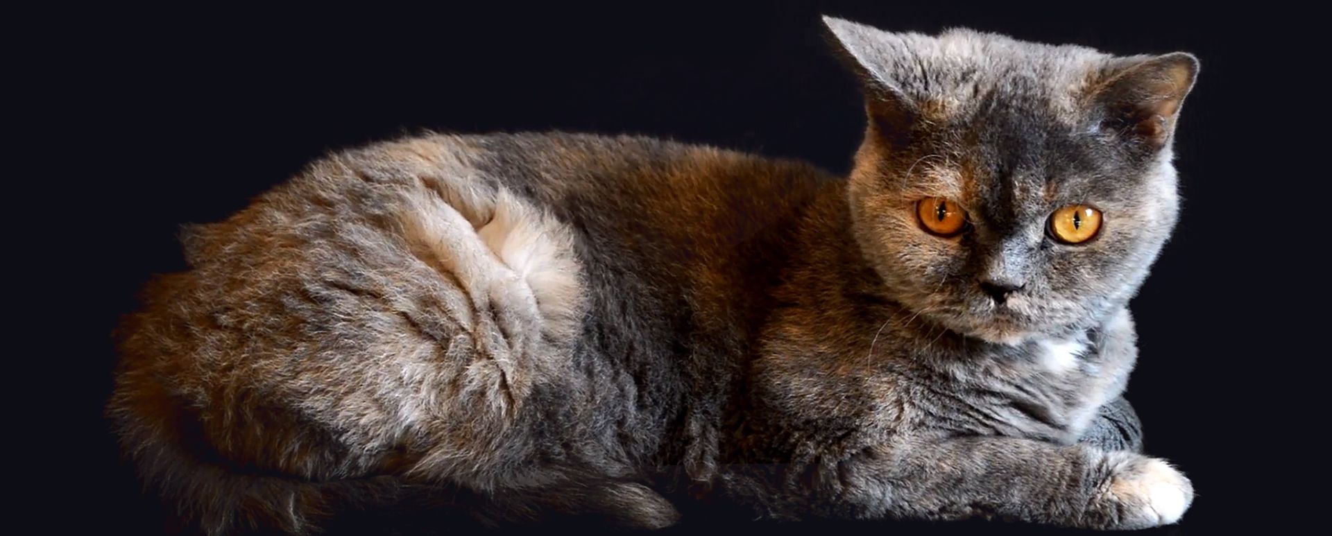 Reviews All About Animals Veterinary Hospital