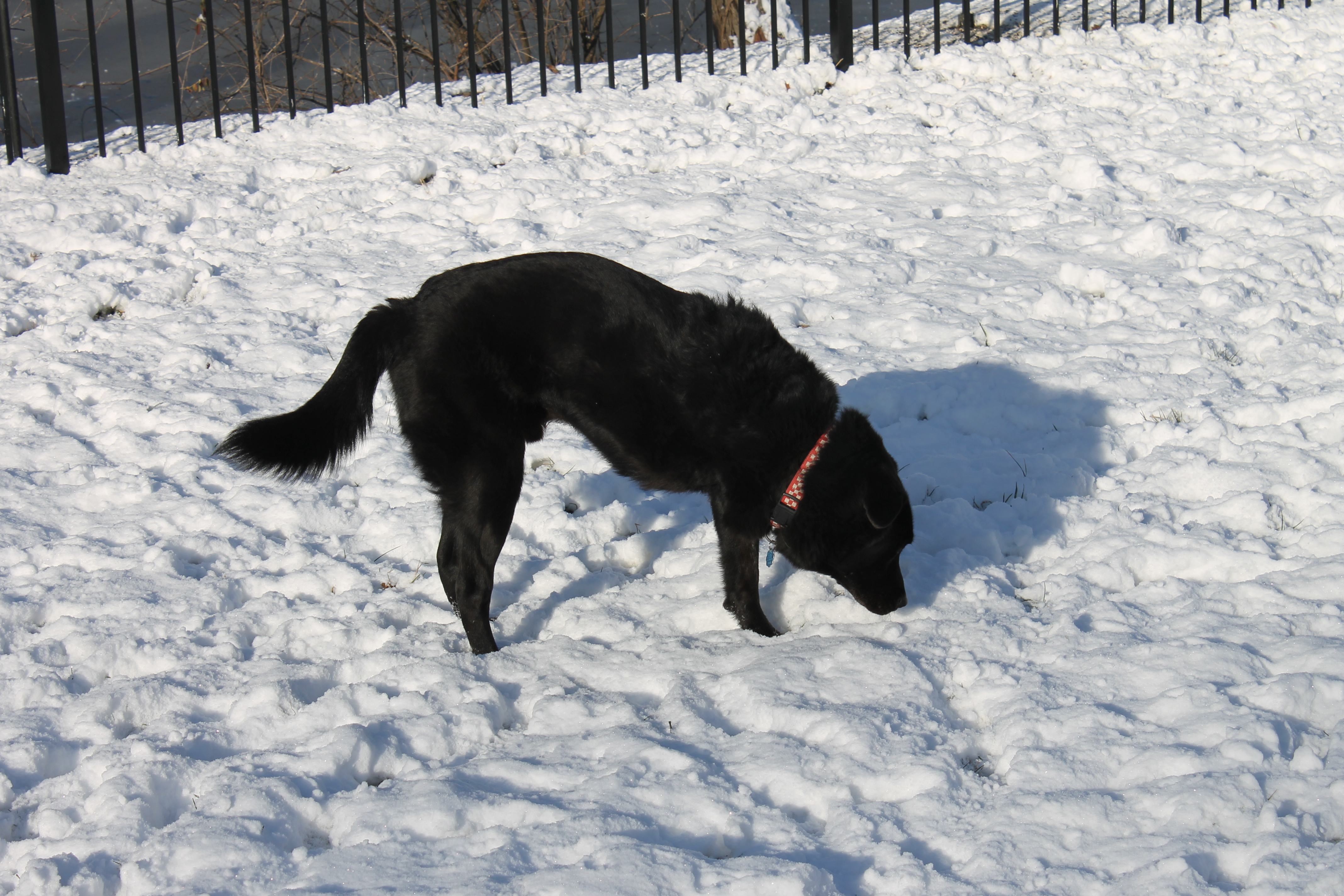 You CAN give ice to dogs!