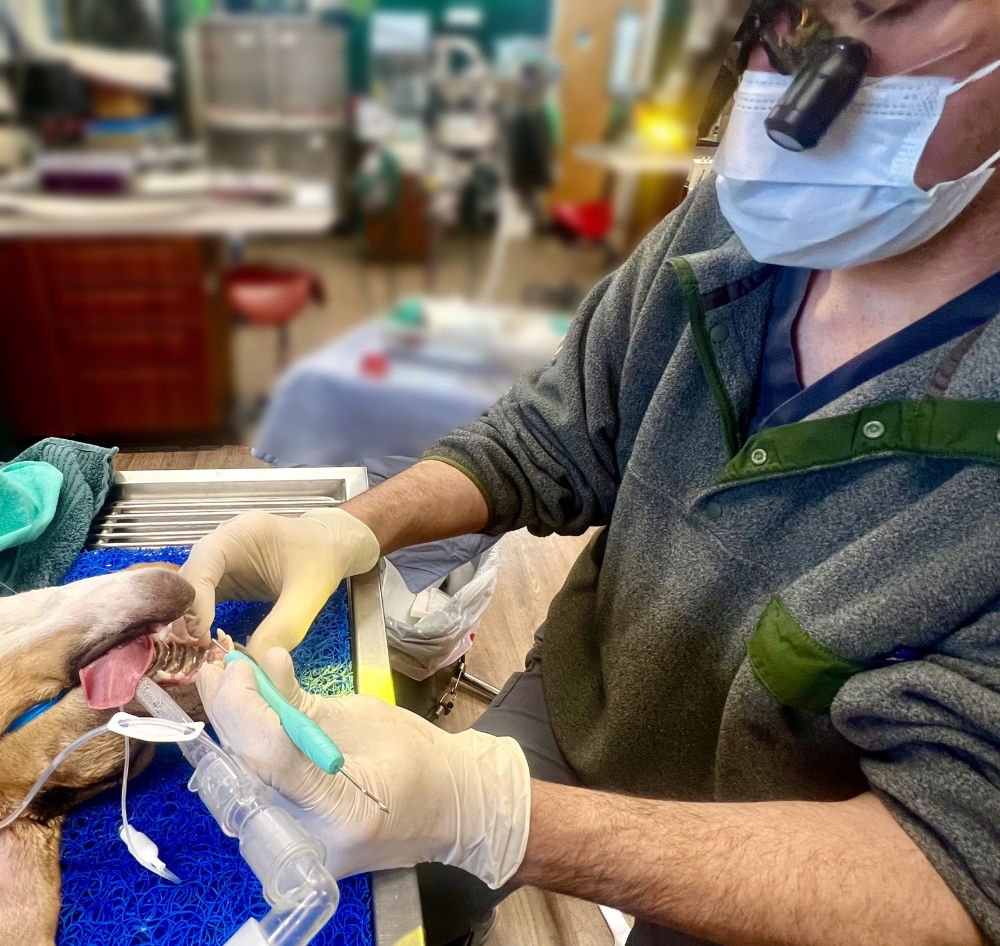 Veterinary Dental Courses Veterinary Dental CE 2022