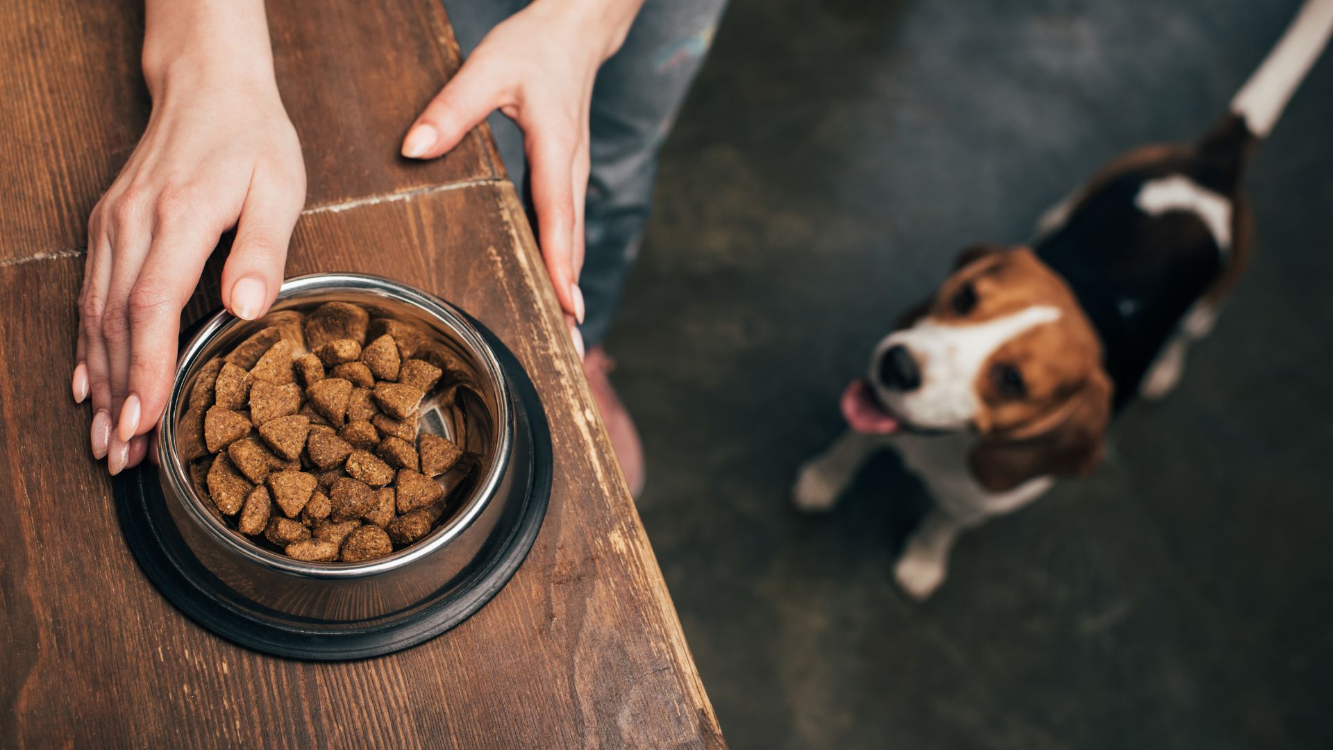 Insectbased Pet Food What's the Buzz? Vet Education