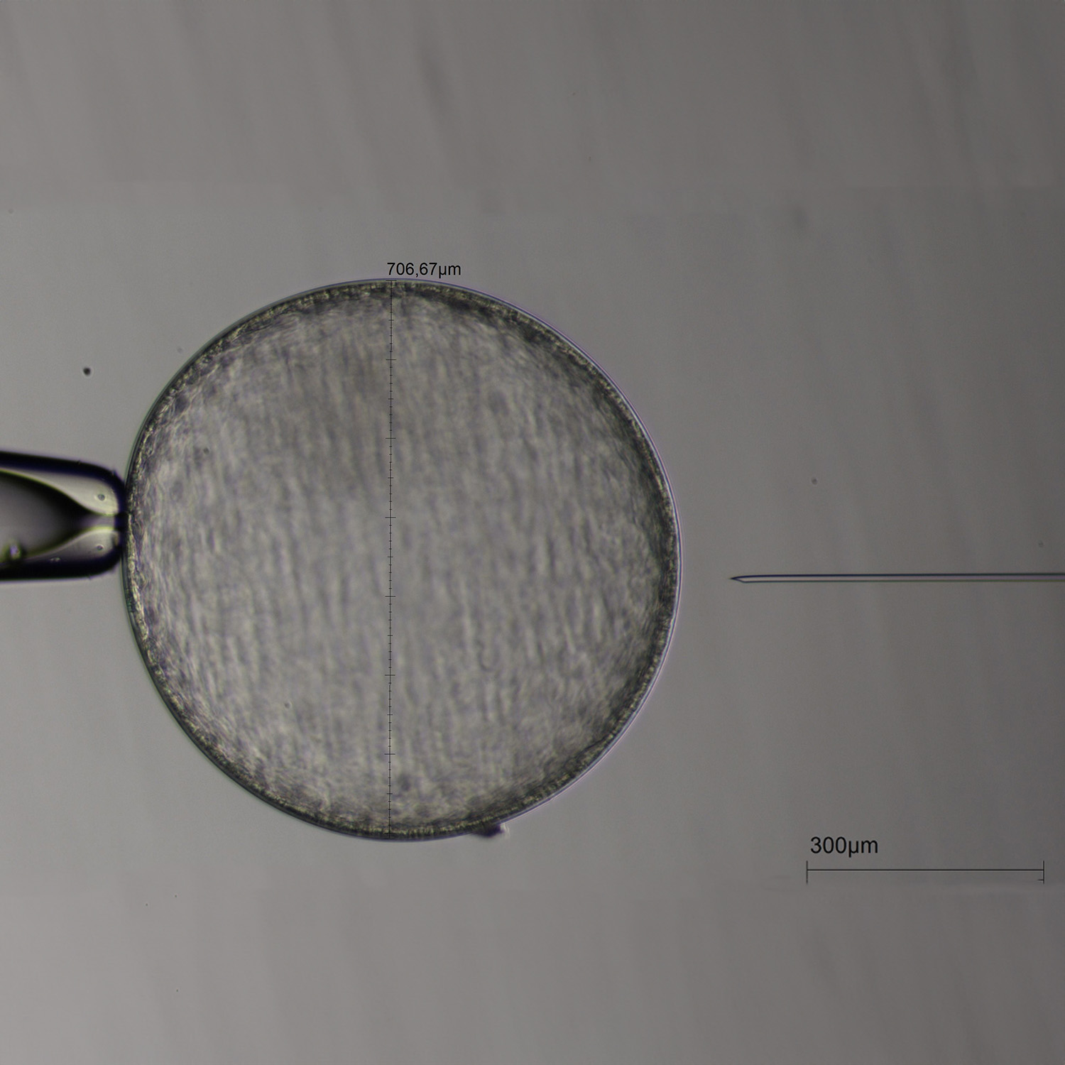 Embryo Vitrification Freezing for Equine Embryos
