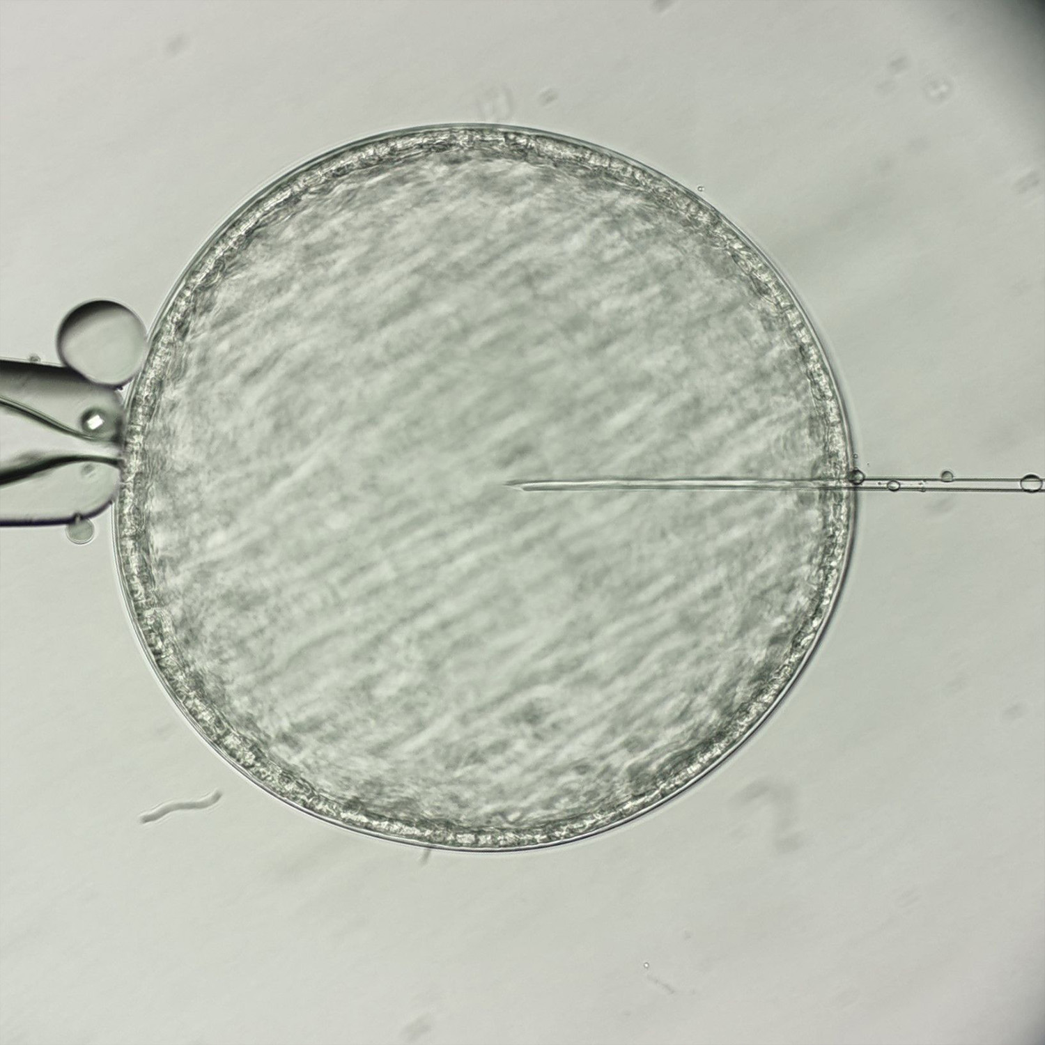 Embryo Vitrification Freezing for Equine Embryos