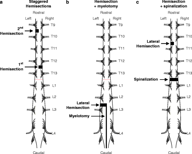 The Cat Model of Spinal Cord Injury Veterian Key