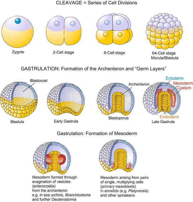 Stages and Principles of Animal Development Terms of Developmental Biology Veterian Key