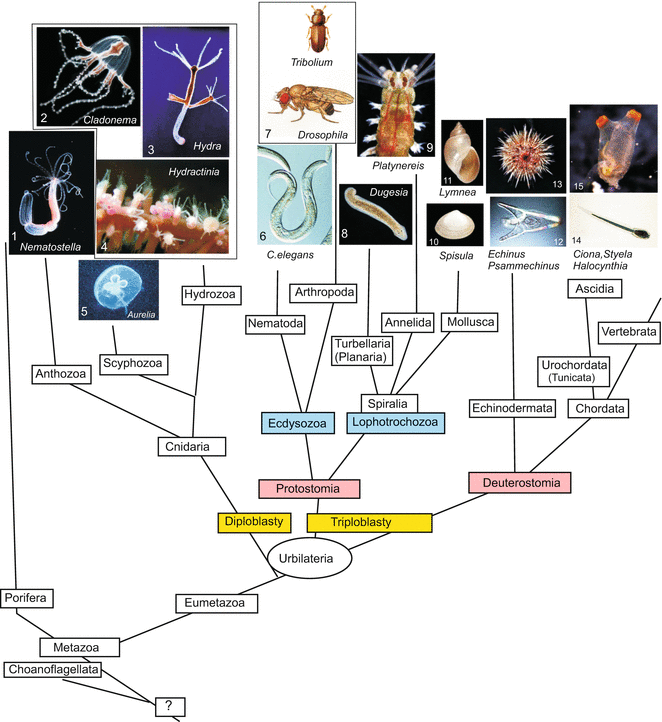 Model Organisms in Developmental Biology I Invertebrates Veterian Key